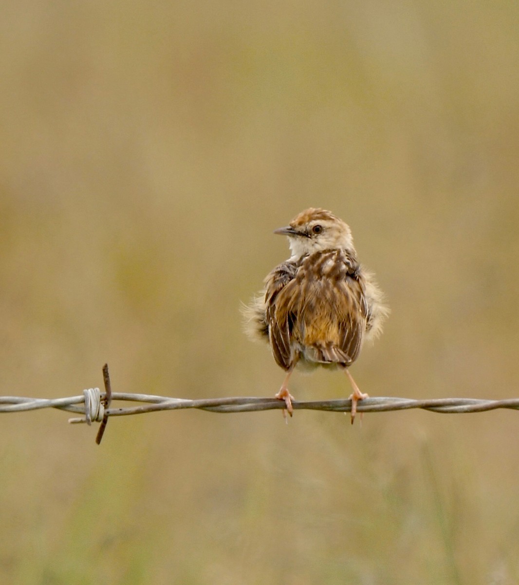 Wing-snapping Cisticola - ML229204901