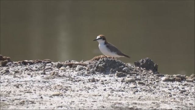 Red-capped Plover - ML229206801