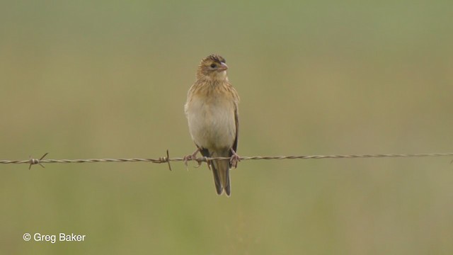 Long-tailed Widowbird - ML229209511