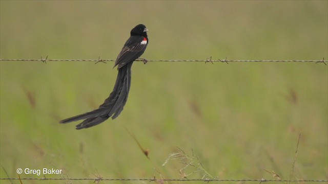 Long-tailed Widowbird - ML229209551