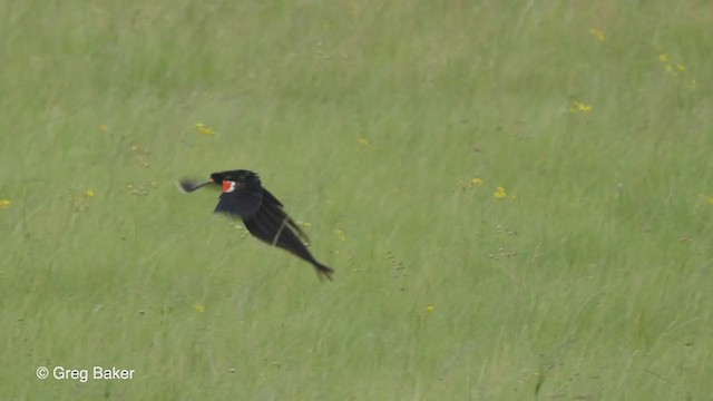 Long-tailed Widowbird - ML229209661