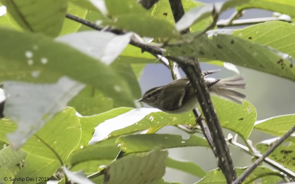 Yellow-browed Warbler - Sandip Das