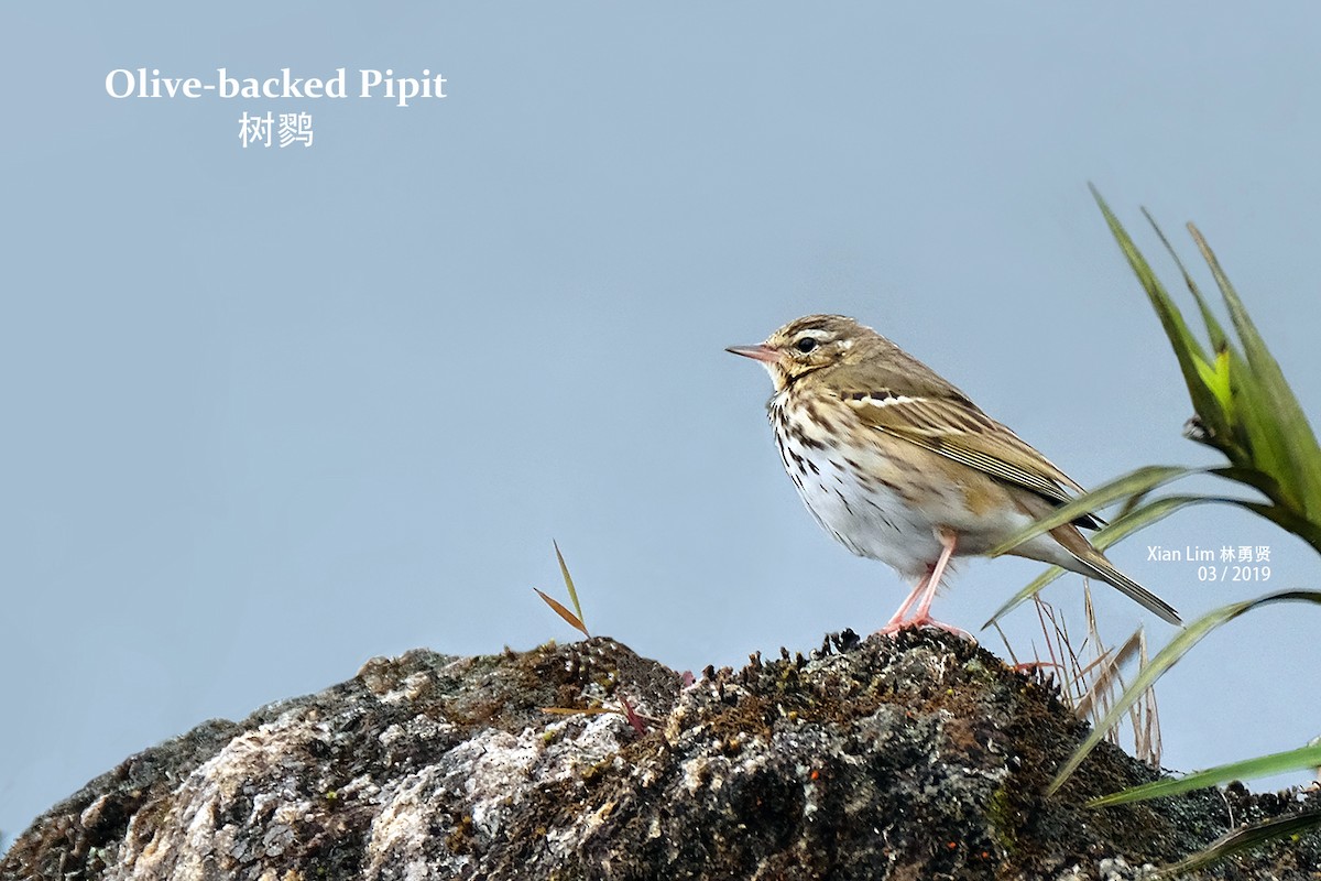 Olive-backed Pipit - Lim Ying Hien