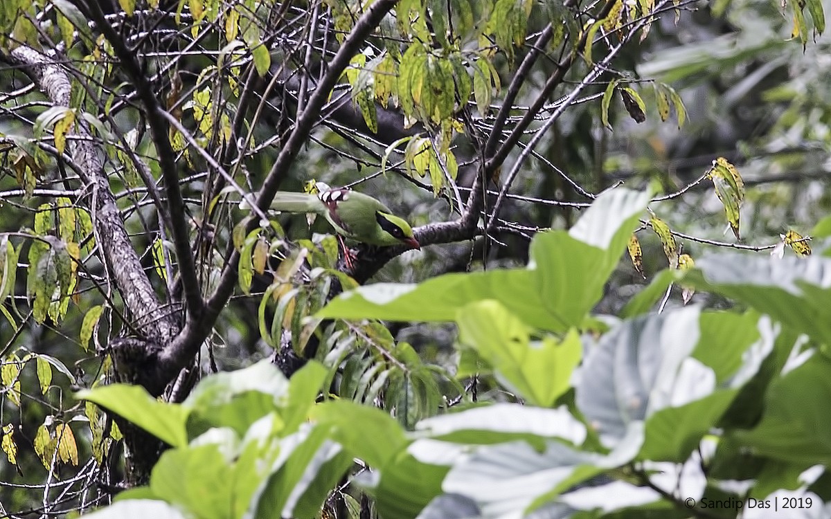 Common Green-Magpie - Sandip Das