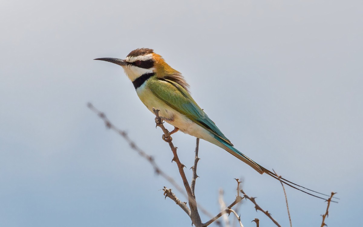 White-throated Bee-eater - Thierry NOGARO