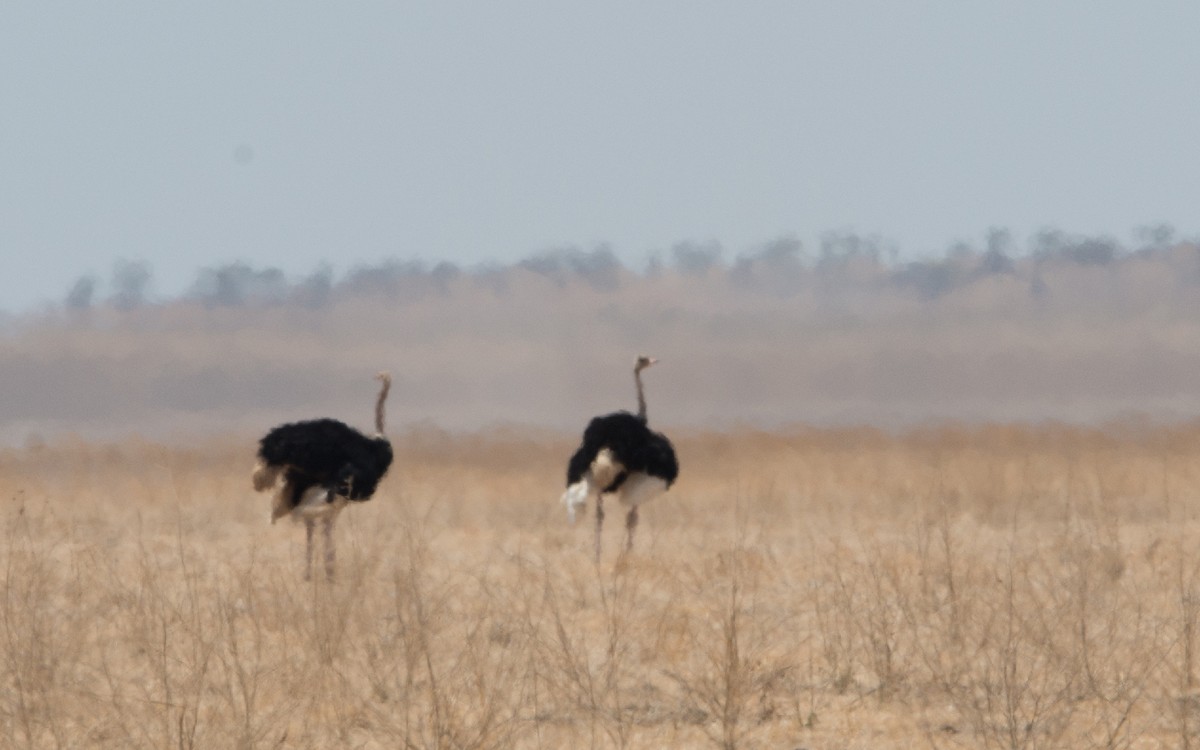 Somali Ostrich - Thierry NOGARO