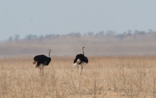 Somali Ostrich, ML229211071