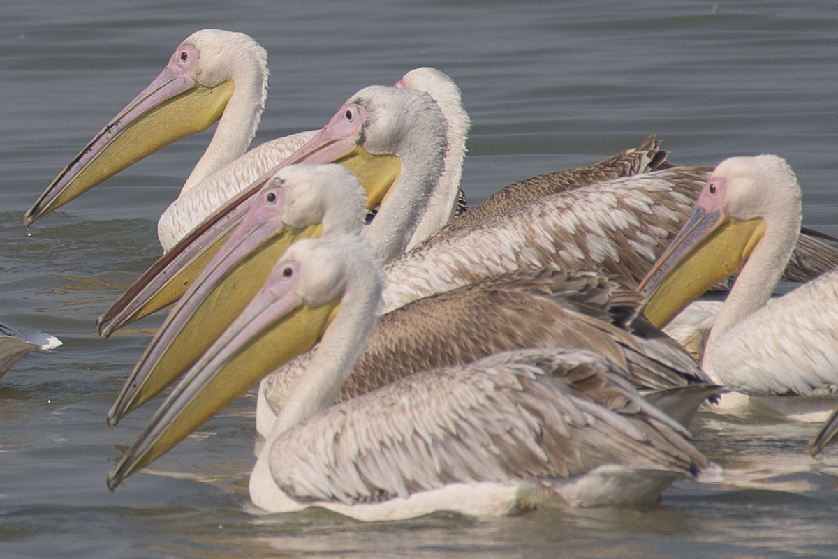 Great White Pelican - Sahasrangshu Pal Choudhury