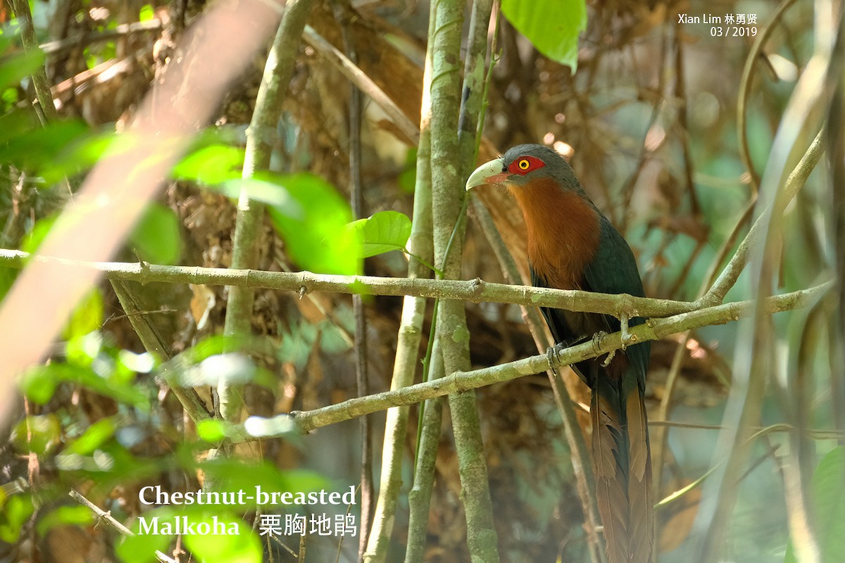 Chestnut-breasted Malkoha - Lim Ying Hien