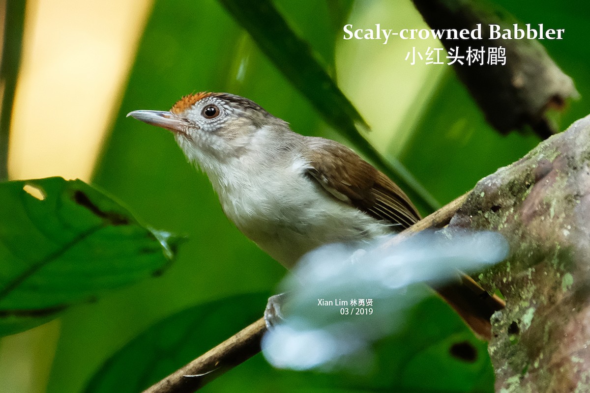 Scaly-crowned Babbler - Lim Ying Hien