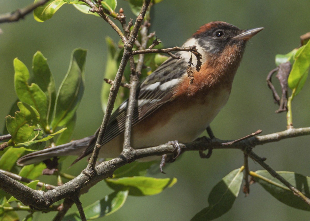 Bay-breasted Warbler - ML229212241