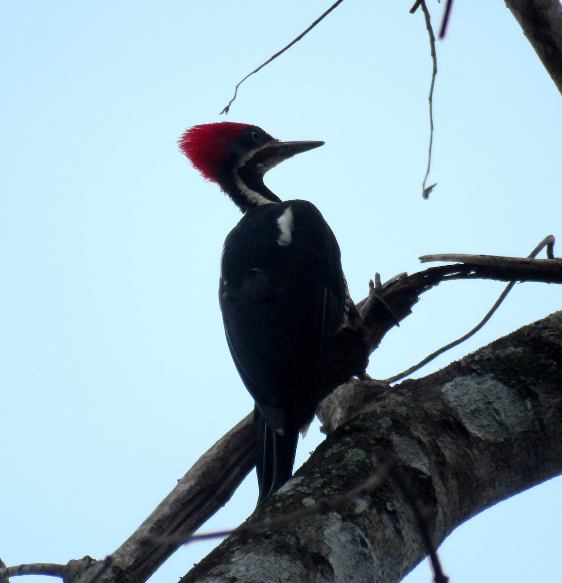 Lineated Woodpecker - Gustavo A. Rodriguez