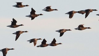 Brant, ML229214061
