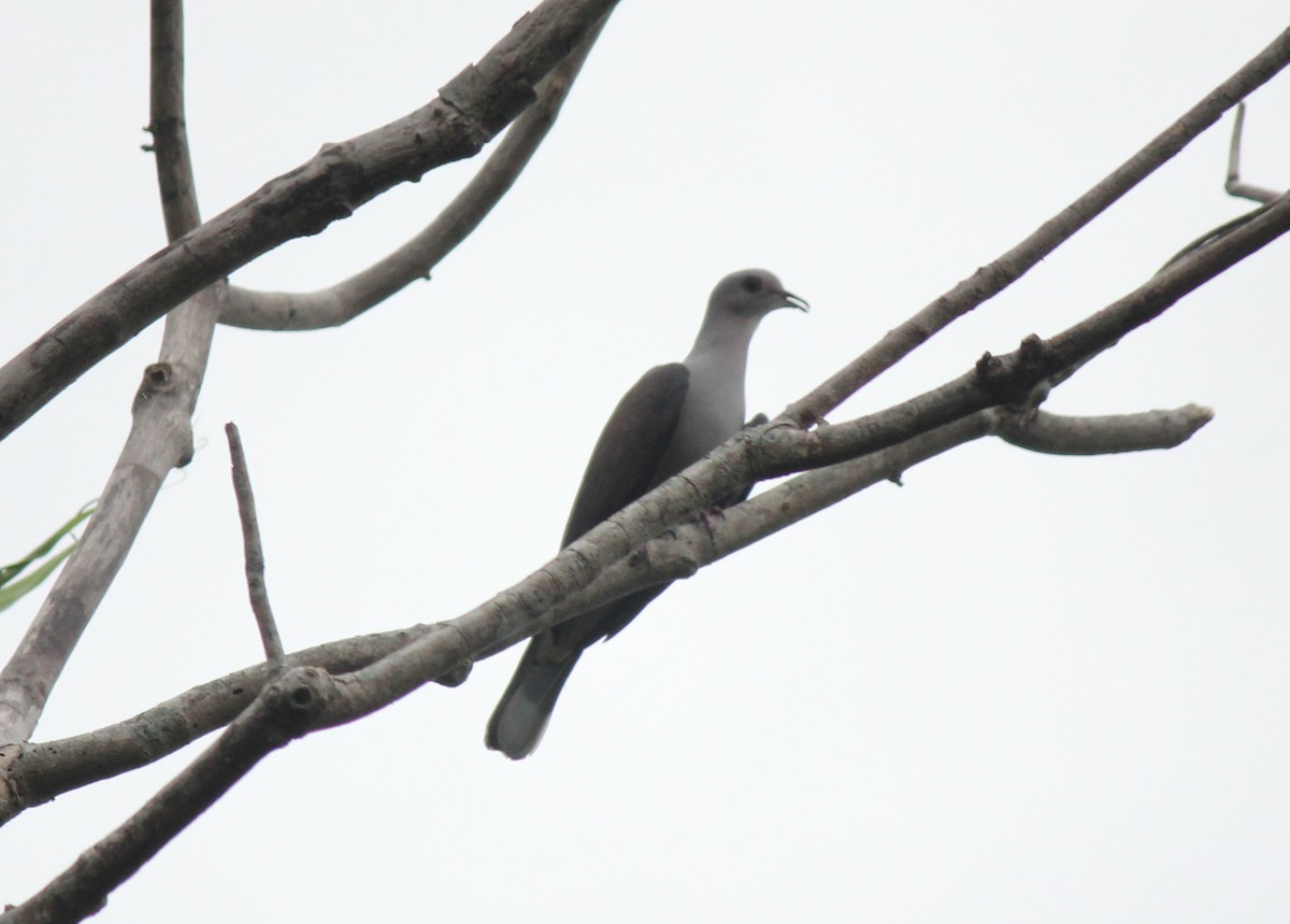 Malabar Imperial-Pigeon - Chandrika Khirani