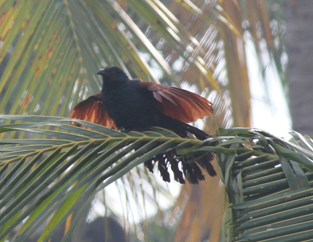 Greater Coucal - ML229214151