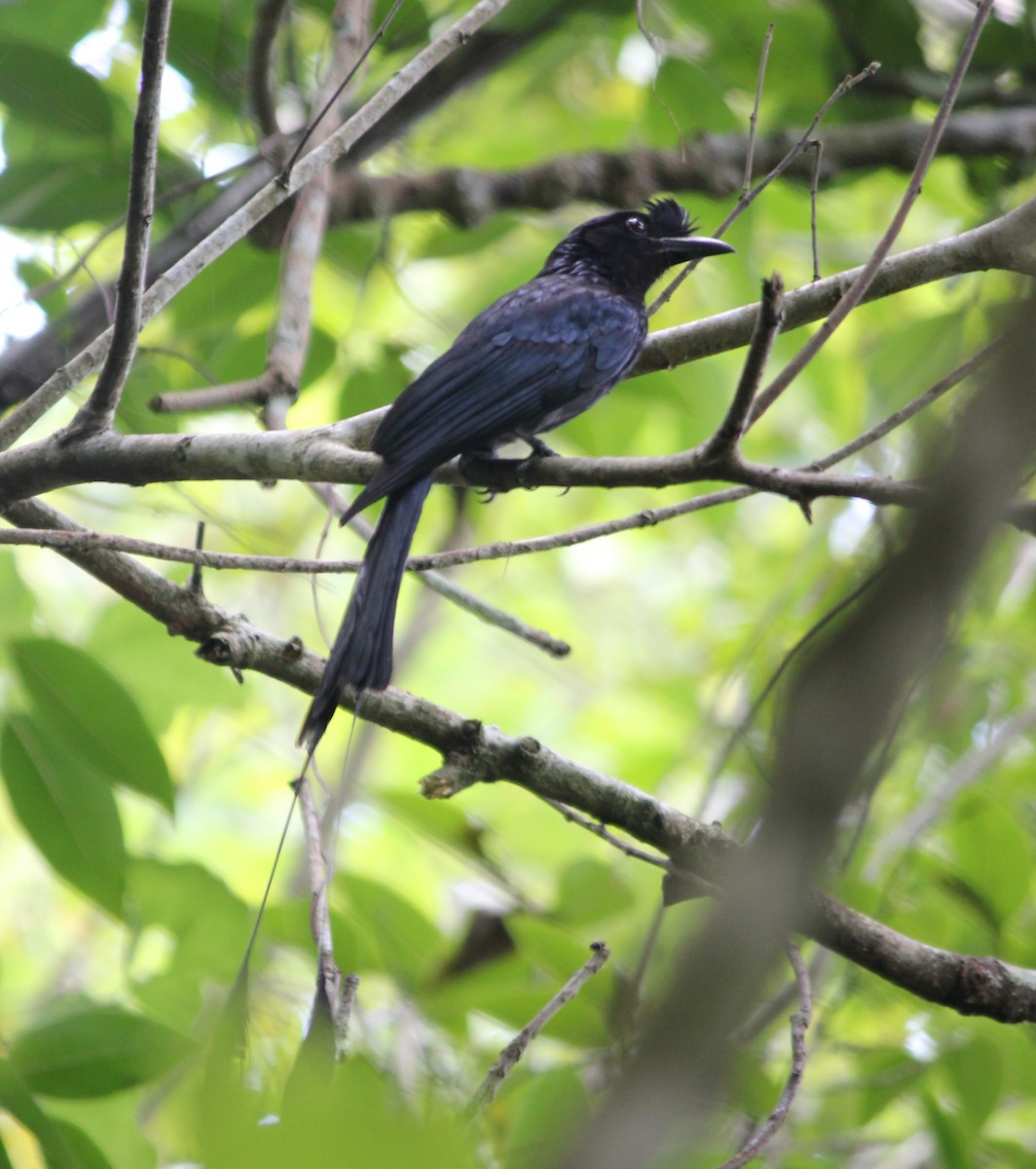 Greater Racket-tailed Drongo - ML229214261