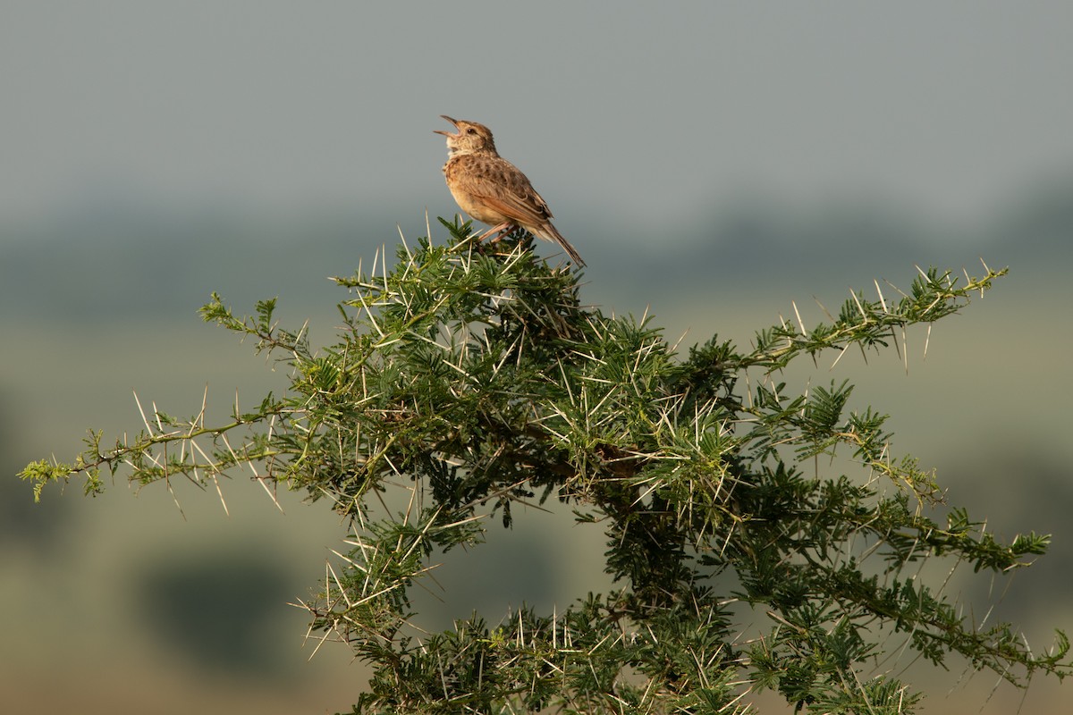 Red-winged Lark (Red-winged) - Frédéric Bacuez