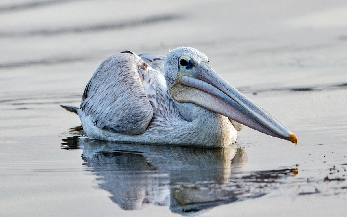 Pink-backed Pelican - ML229216351