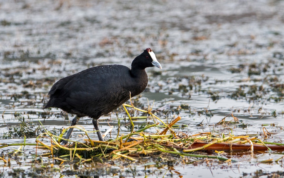 Red-knobbed Coot - Thierry NOGARO