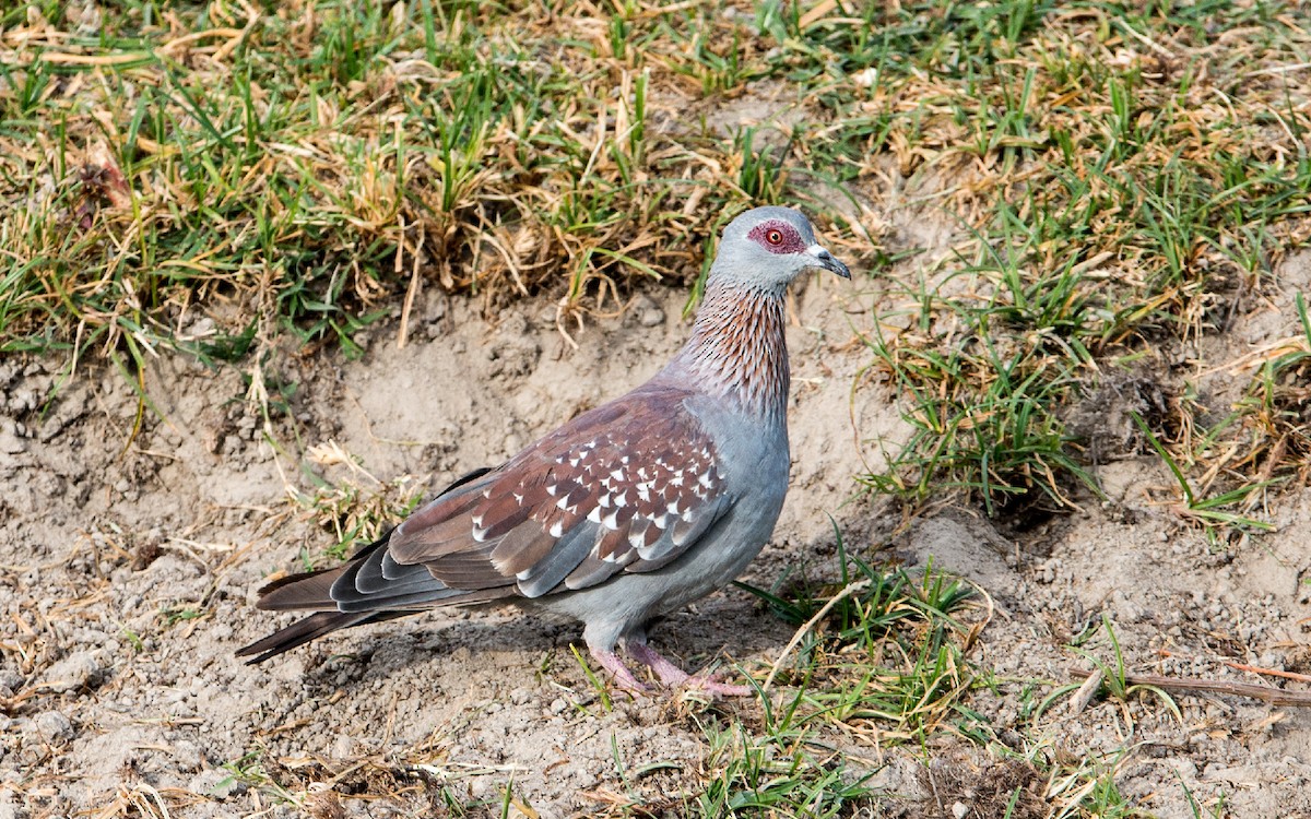 Speckled Pigeon - ML229216491