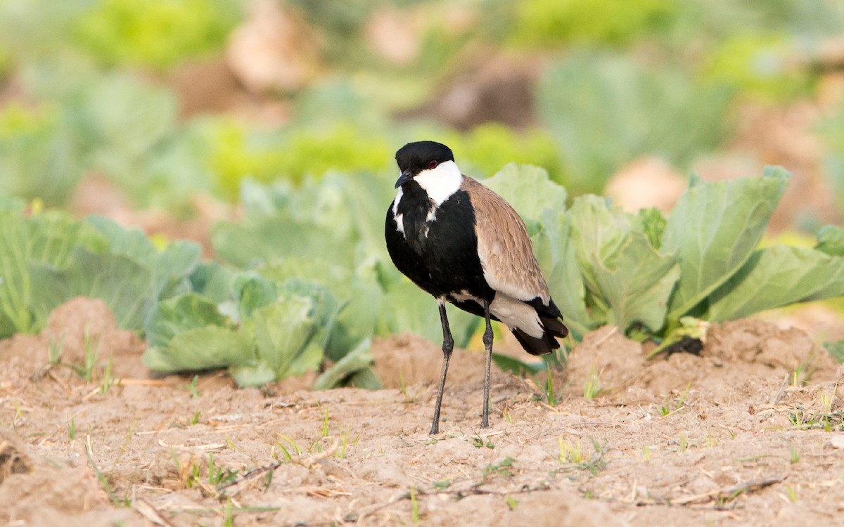 Spur-winged Lapwing - ML229216531