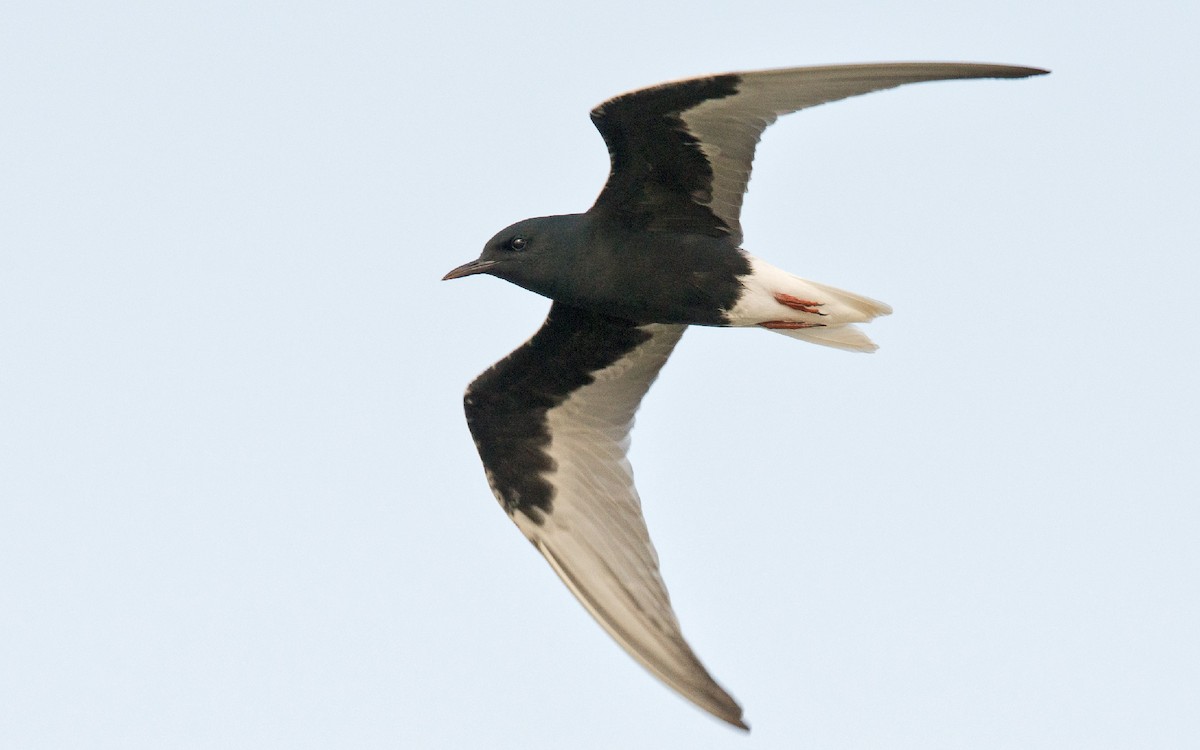 White-winged Tern - ML229223001