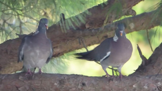 Common Wood-Pigeon - ML229223431