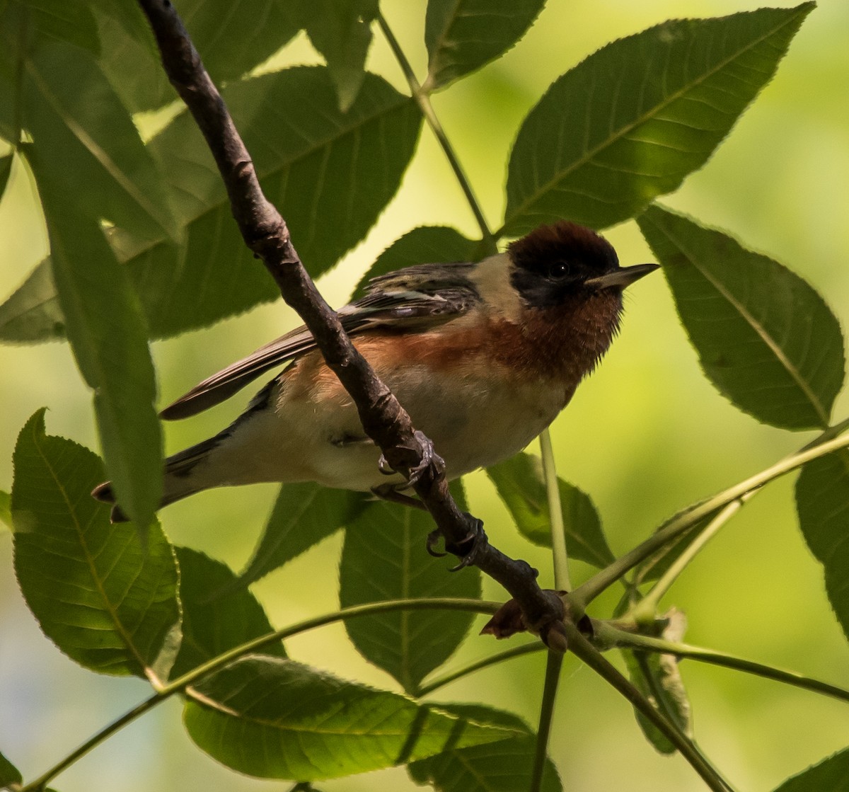 Bay-breasted Warbler - ML229225271