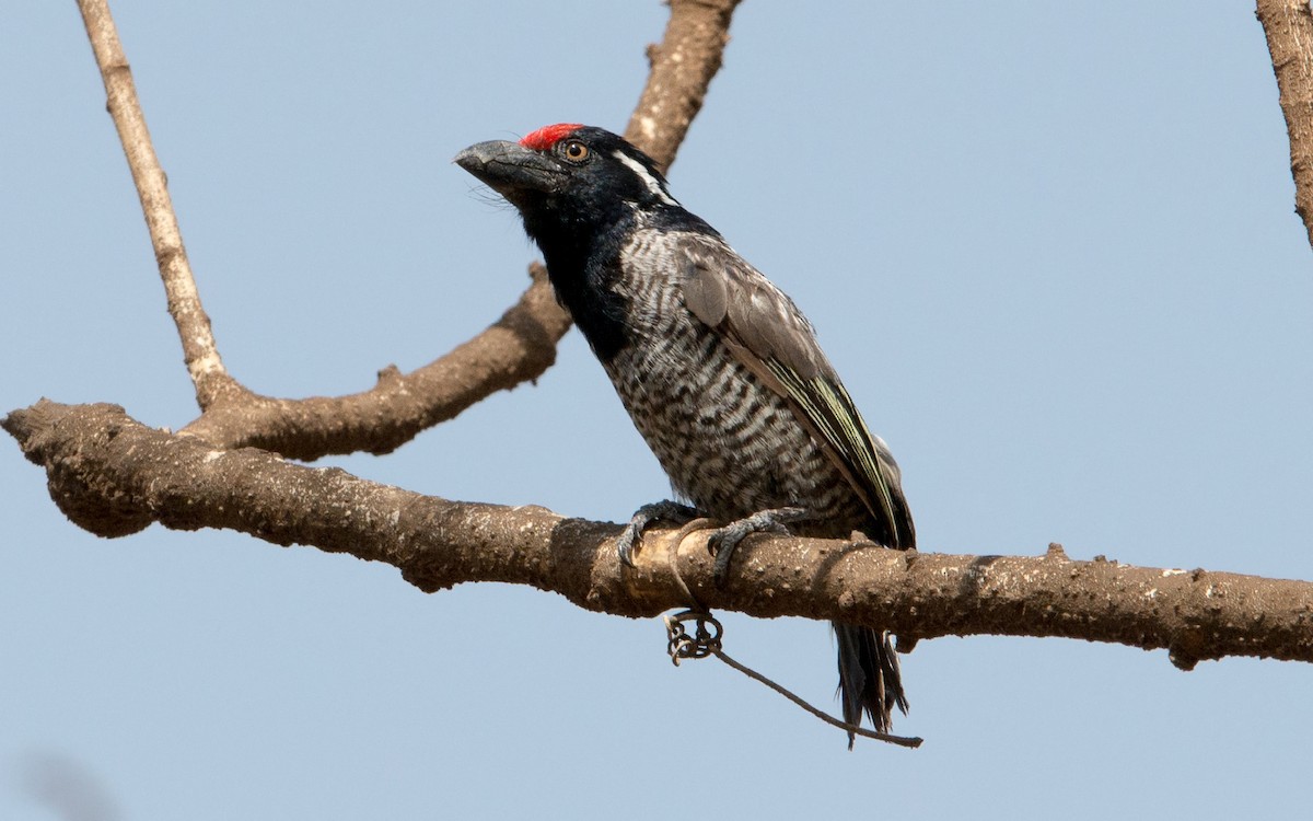 Banded Barbet - Thierry NOGARO
