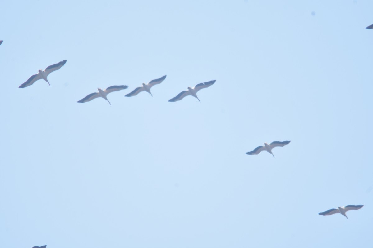Great White Pelican - Metin Güzeliş
