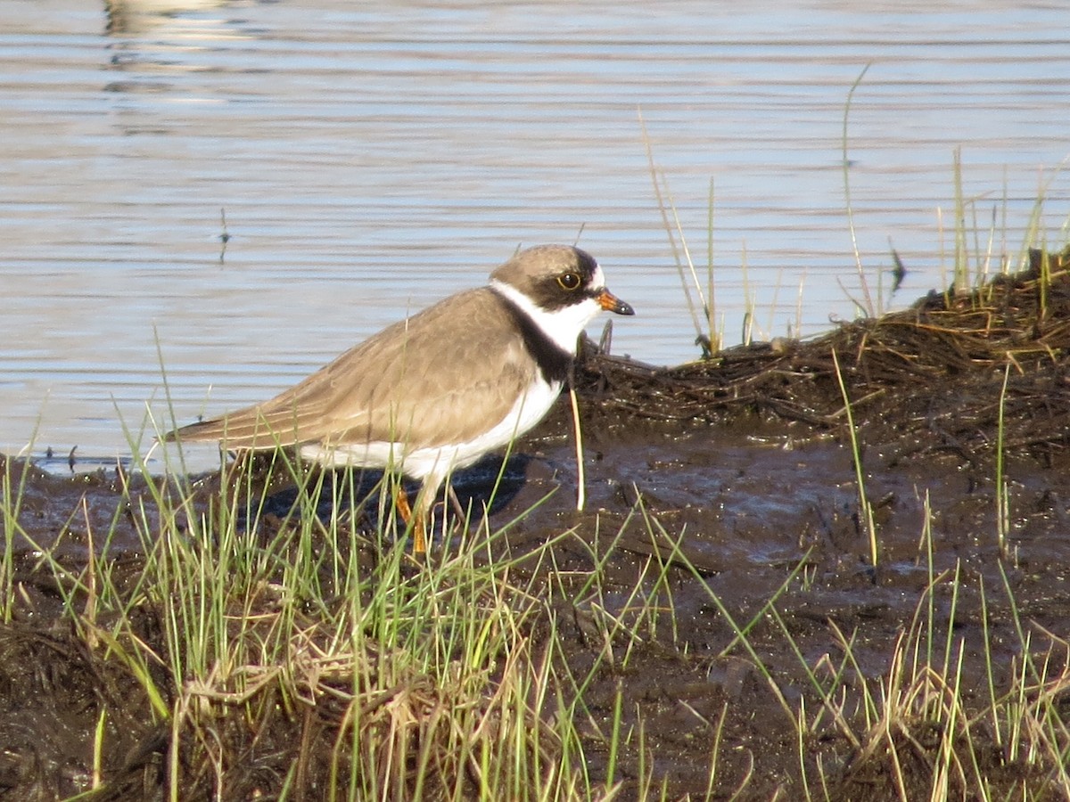 Semipalmated Plover - ML229233141