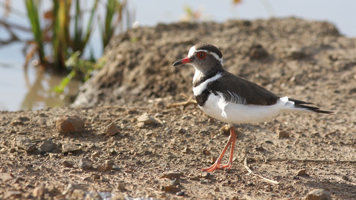 Three-banded Plover - ML22923421
