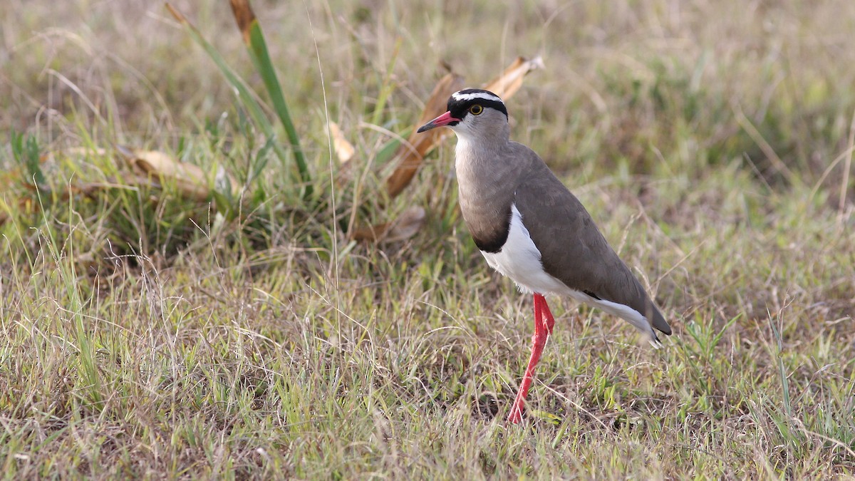 Crowned Lapwing - Daniel Jauvin