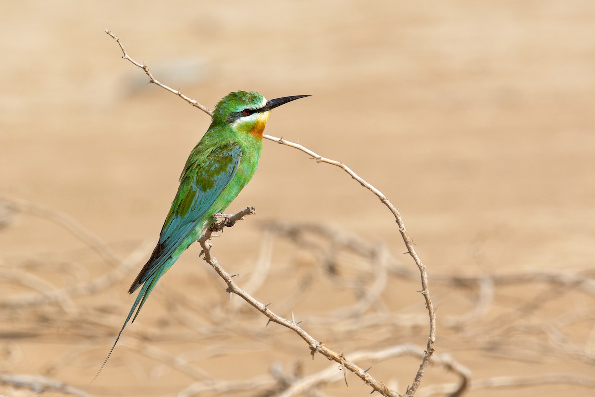 Blue-cheeked Bee-eater - ML229236511