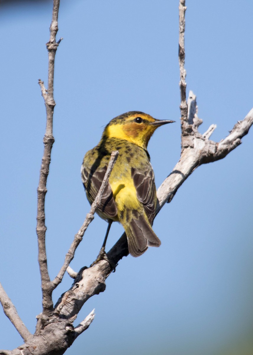 Cape May Warbler - ML229239081