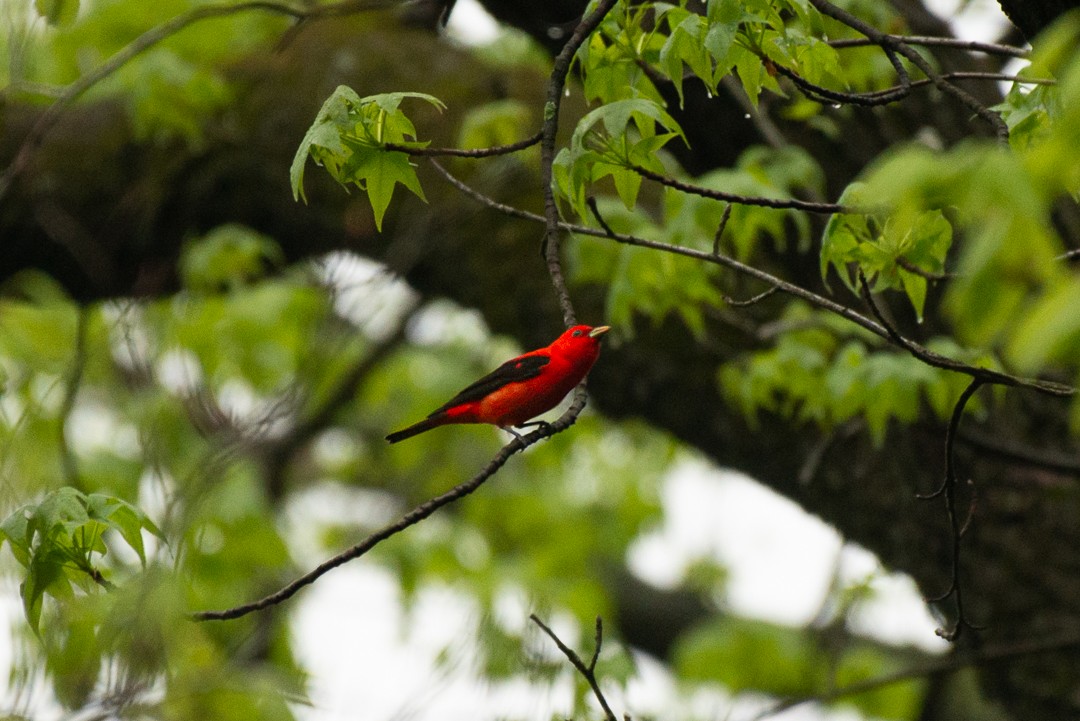 Scarlet Tanager - ML229239161