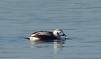 Long-tailed Duck - ML22924001