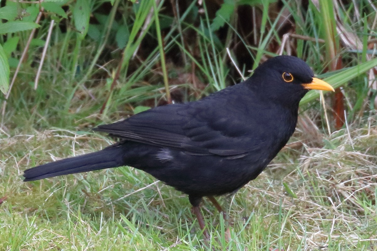 Eurasian Blackbird - Bruce Kerr