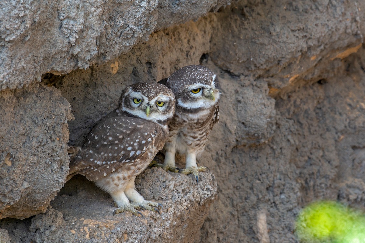 Spotted Owlet - Aseem Kothiala