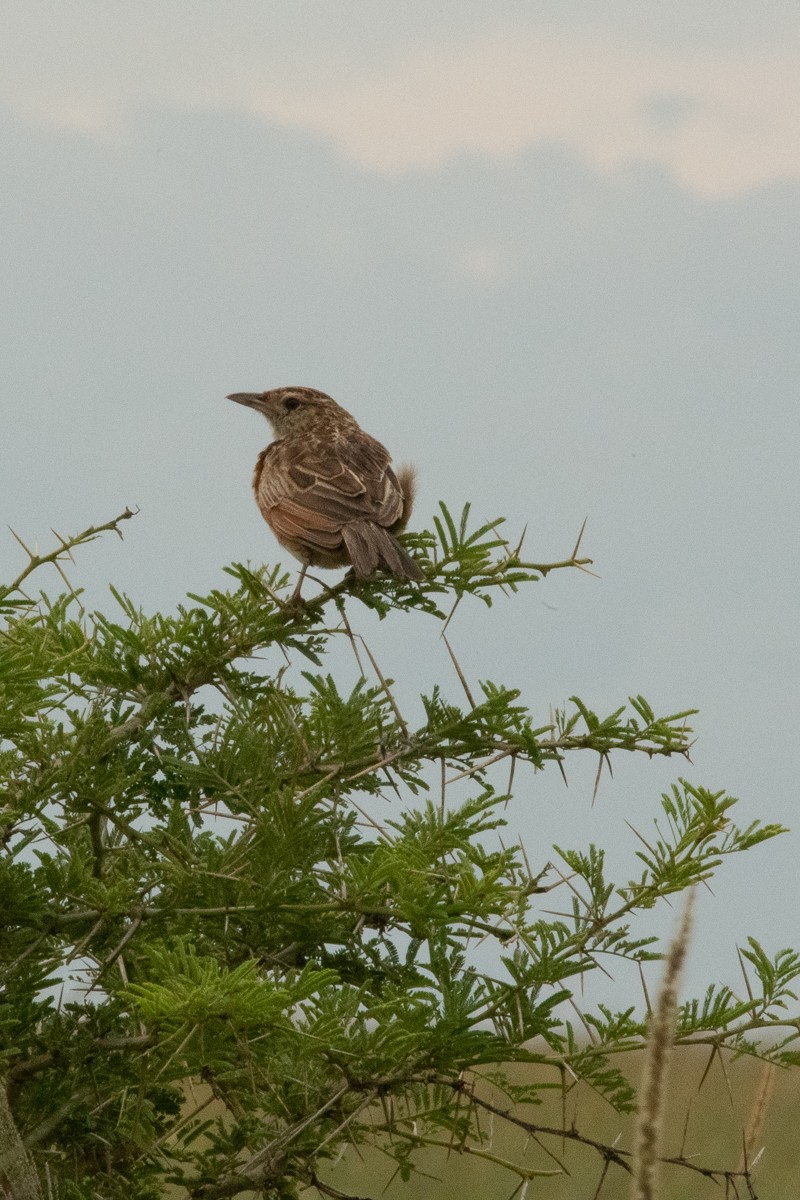 Red-winged Lark (Red-winged) - ML229246191