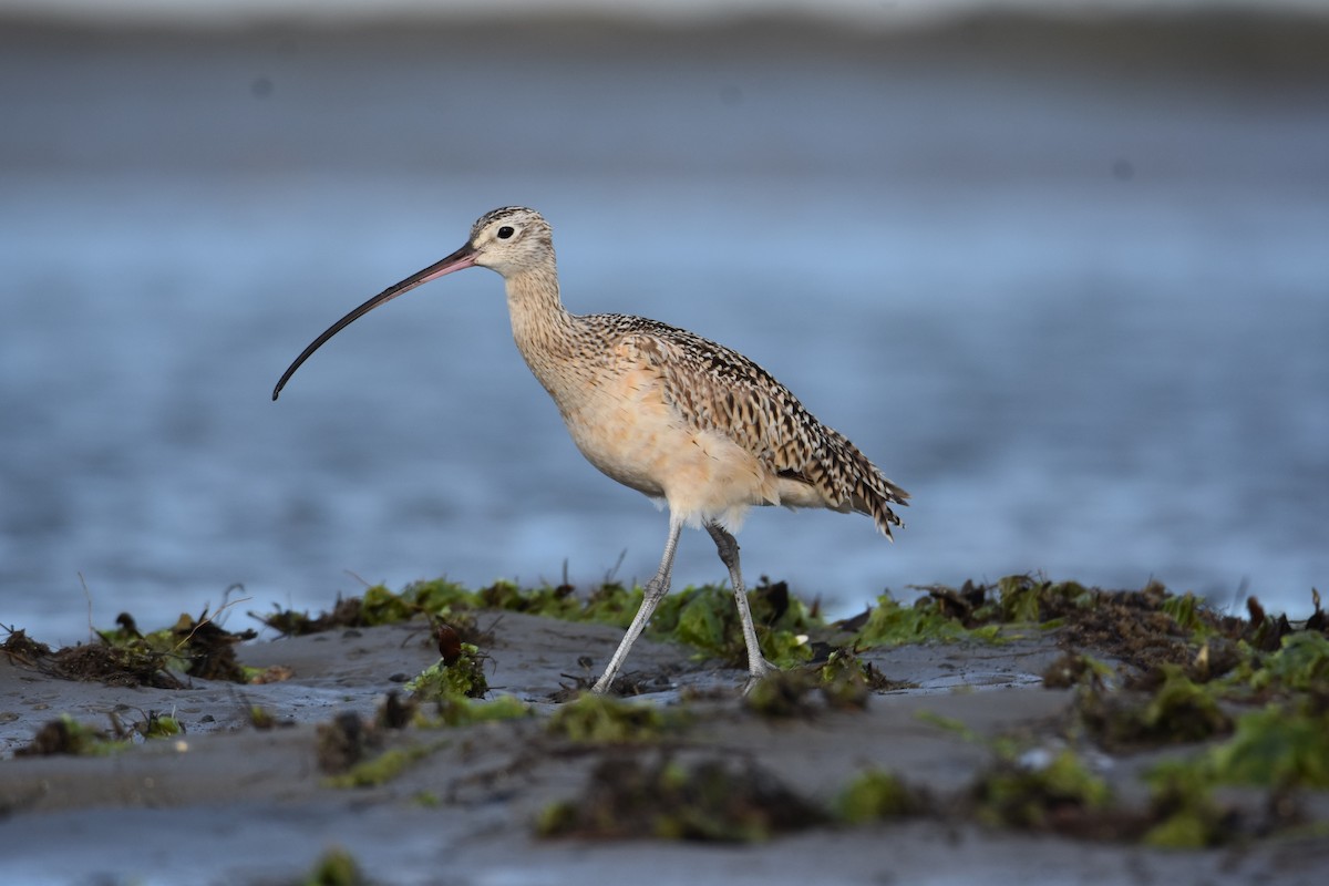 Long-billed Curlew - Lisa Tucci