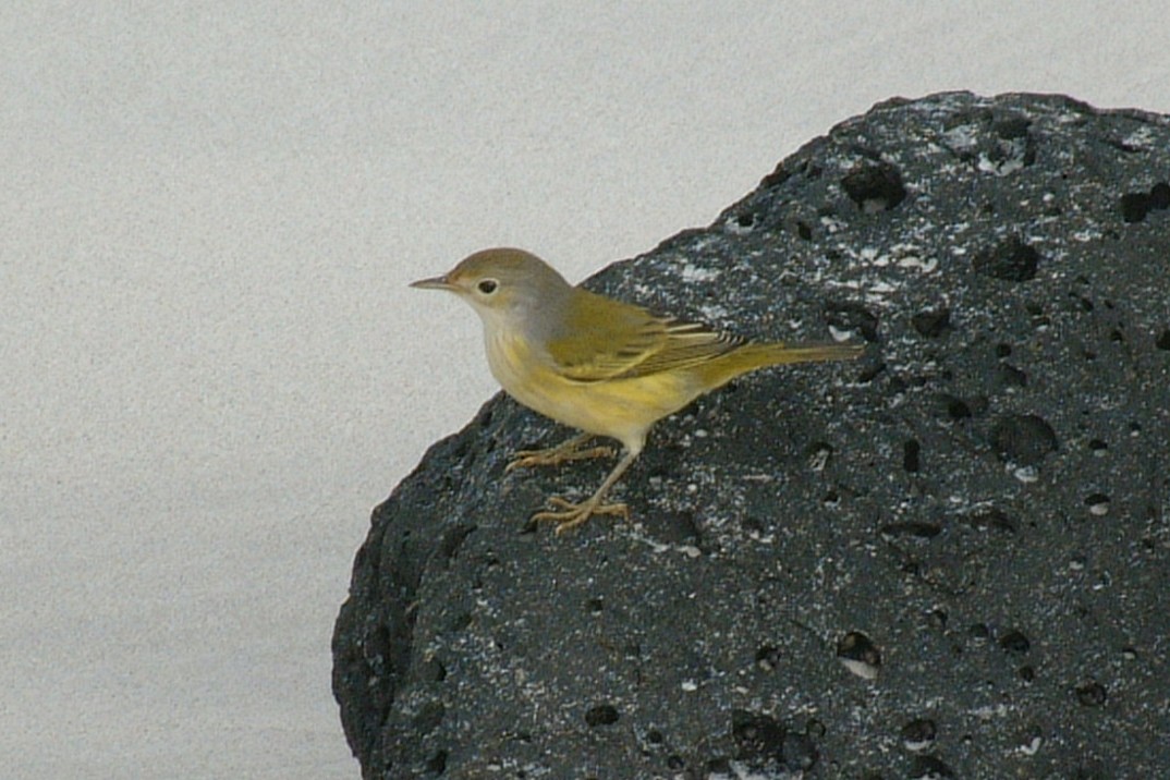 Yellow Warbler (Galapagos) - Sue Hacking