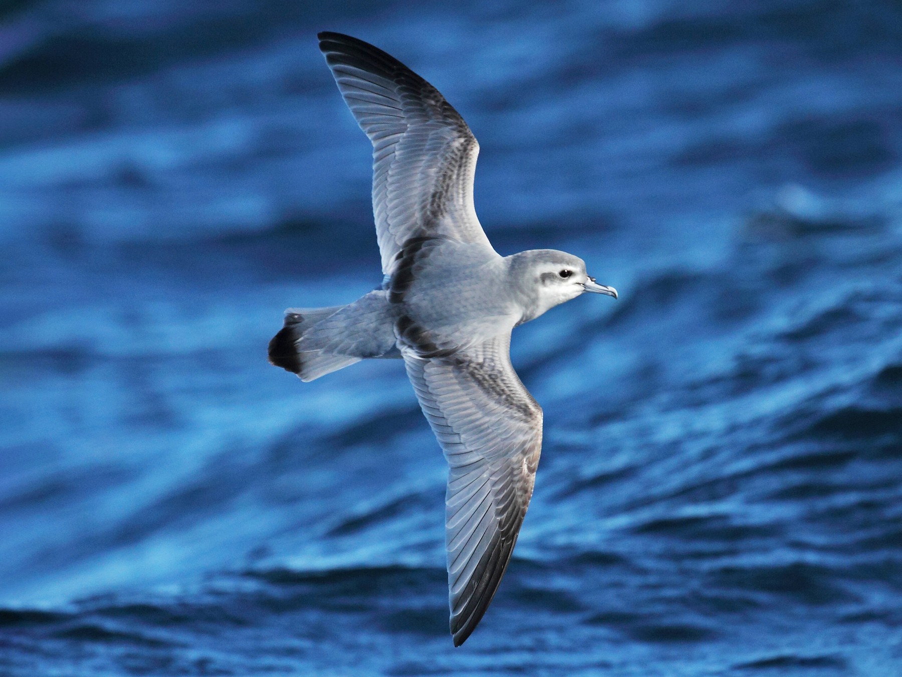 Slender-billed Prion - Todd Burrows