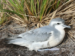 Slender-billed Prion - eBird