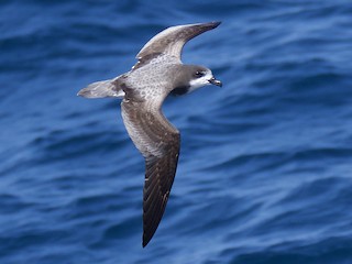 Gould's Petrel - Pterodroma leucoptera - Birds of the World