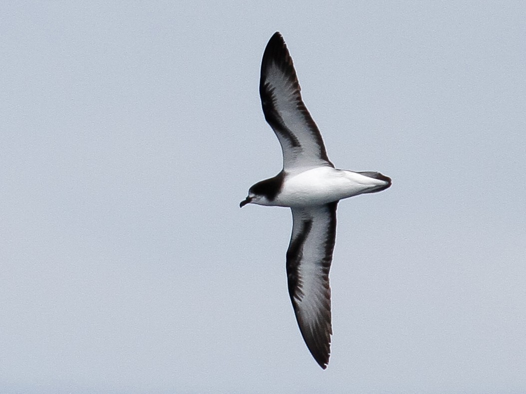 Gould's Petrel - James Kennerley