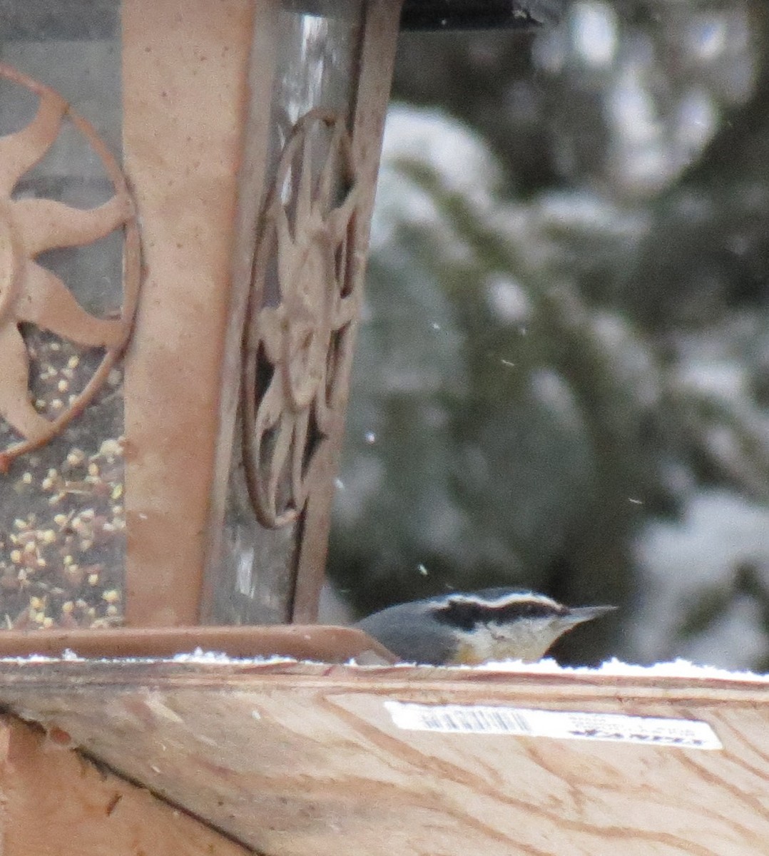 Red-breasted Nuthatch - Fran Kerbs