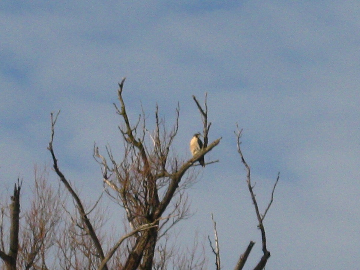 Peregrine Falcon - Basil Conlin
