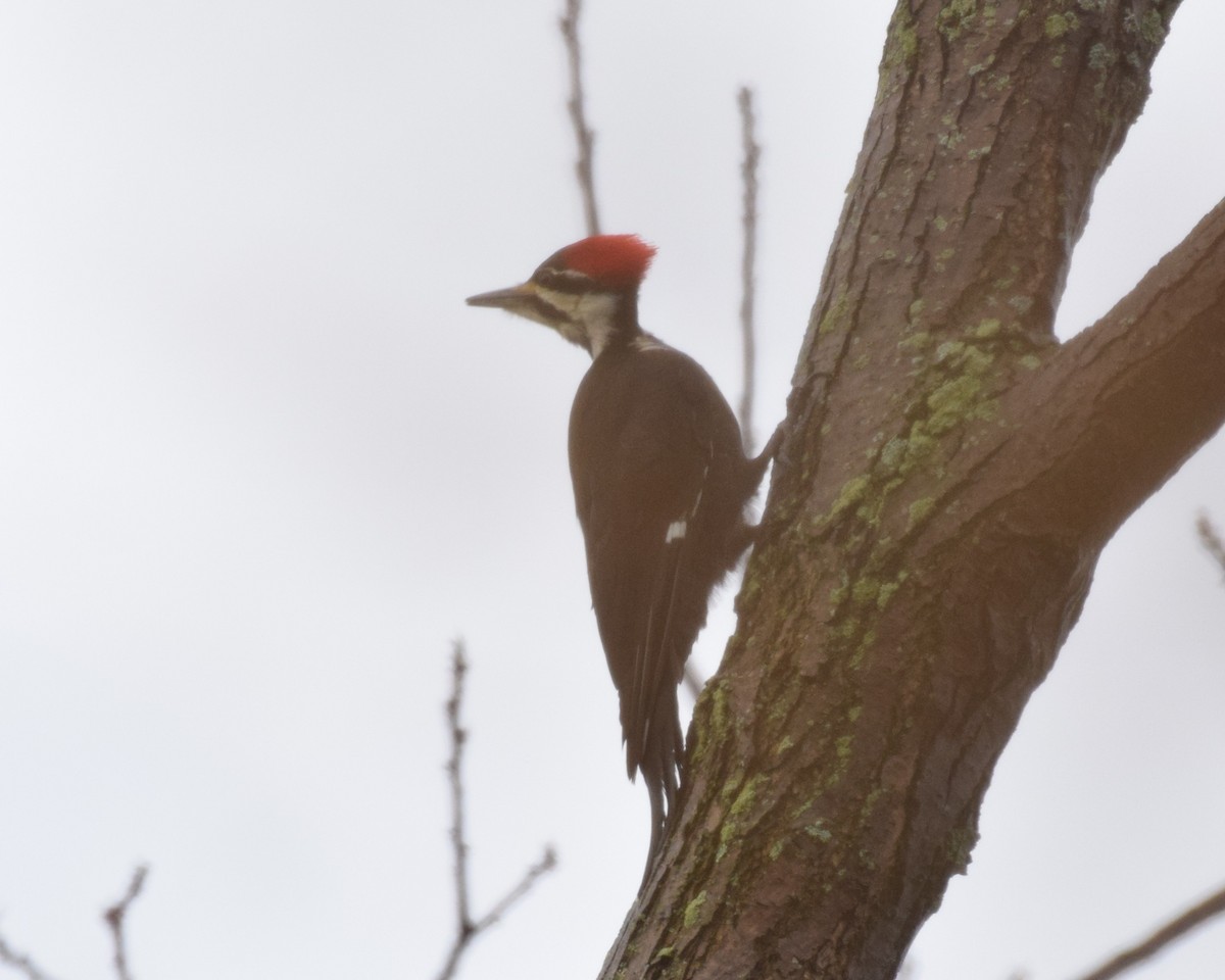 Pileated Woodpecker - ML229260381