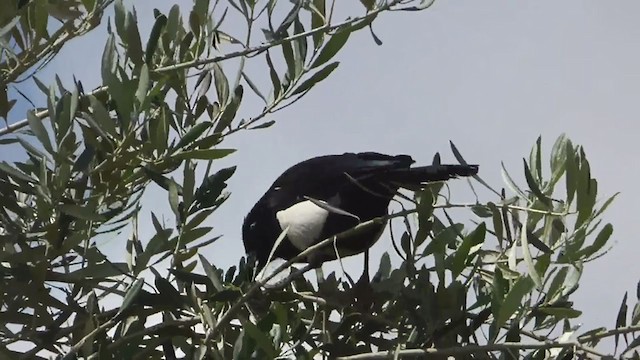Maghreb Magpie - ML229263331